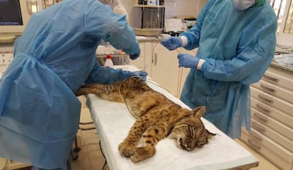 Fran is examined after his month in the wild.