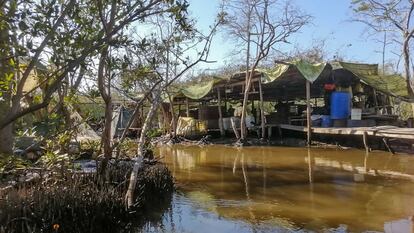 Narcolaboratorio en medio de los árboles de mangle y el agua, donde nacen y crecen especies como el camarón y ostión en Navolato, Sinaloa.