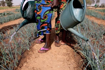 Cuando el sol aún no ha calentado la tierra, una veintena de mujeres riegan el huerto que las abastece de hortalizas, zanahorias, cebollas y melones entre otras cosas.