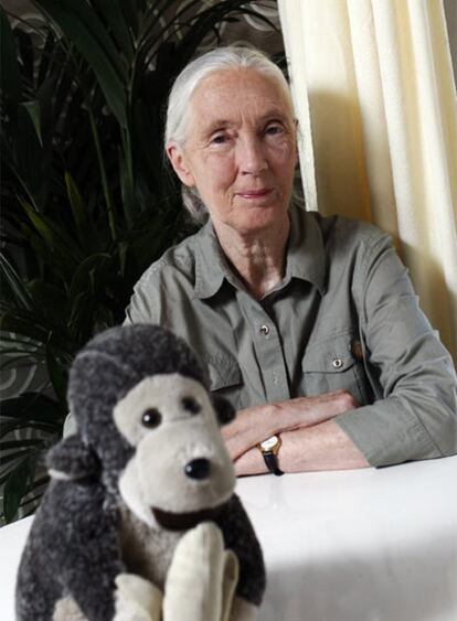 Goodall echa de menos el contacto con los chimpancés.