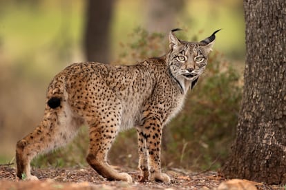 Lince Ibérico