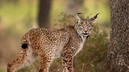 En 2002 quedaban 94 linces ibéricos en dos poblaciones separadas por 300 kilómetros. Hoy ya son casi 1.700 y habiendo recuperado buena parte de sus territorios tradicionales.