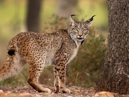 En 2002 quedaban 94 linces ibéricos en dos poblaciones separadas por 300 kilómetros. Hoy ya son casi 1.700 y habiendo recuperado buena parte de sus territorios tradicionales.