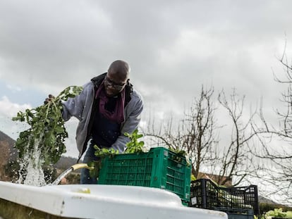 Ismael lava hojas de brócoli silvestre recién cortadas. El brócoli se empaquetará y venderá en los mercados con los que trabaja la cooperativa Barikama, formada por migrantes africanos.