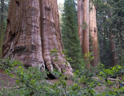 83 metros de altura, 11 metros de diámetro en la base, un tronco de unos 1.500 metros cúbicos de volumen y más de 2.000 años de antigüedad: el General Sherman, una secuoya gigante nombrada en conmemoración del general William Tecumseh Sherman, es un árbol enclavado en el Parque Nacional de las Secuoyas de Visalia, en California (EE UU), que ostenta unos números impresionantes. Según varias estimaciones, es el ser vivo con más biomasa del planeta y constituye una atracción turística que convoca a miles de visitantes al año. El ejemplar está vallado, como se puede apreciar en la imagen, en cuya esquina inferior derecha se puede distinguir una figura que da una impresión del tamaño del General.