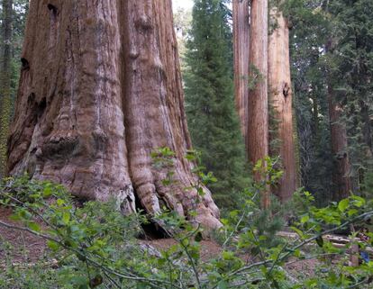 83 metros de altura, 11 metros de diámetro en la base, un tronco de unos 1.500 metros cúbicos de volumen y más de 2.000 años de antigüedad: el General Sherman, una secuoya gigante nombrada en conmemoración del general William Tecumseh Sherman, es un árbol enclavado en el Parque Nacional de las Secuoyas de Visalia, en California (EE UU).