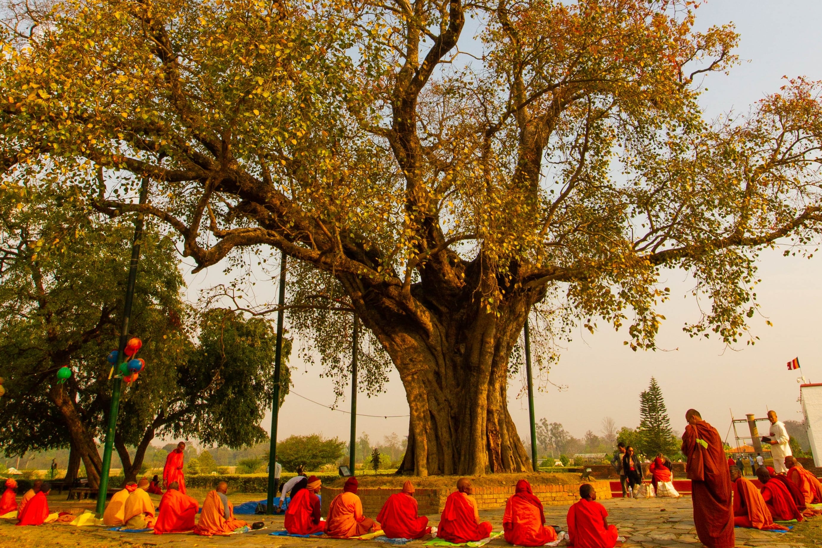 En busca del árbol bajo el que nació Buda, en Nepal