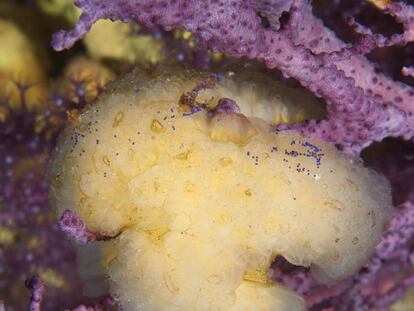 El organismo marino Aplidium albicans, del que procede la plitidepsina.