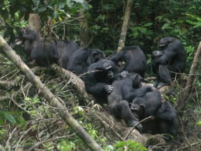 Dos estudios ayudan a conocer las raíces de la solidaridad y la colaboración como fruto de la evolución