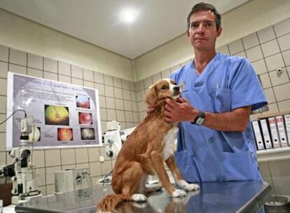 Alfonso Rodríguez Álvaro atiende a un perro en un quirófano del hospital de la Universidad Complutense.