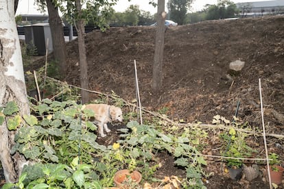 Roco, el perro del párroco, pasea entre el huerto urbano que los vecinos de la colonia han plantado frente a la A-5.