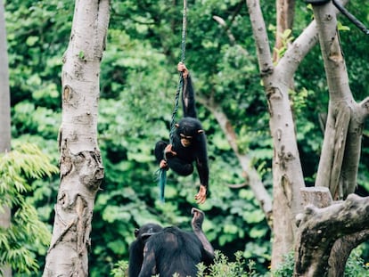 Nuevo uso del reconocimiento facial: aplicarlo a chimpancés para comprenderlos mejor