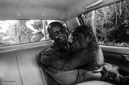 Pikin, un gorila de llanura, fue capturado y sacado de su hábitat con el objetivo de ser vendido como carne en el mercado negro. Sin embargo, fue rescatado por la organización Ape Action Africa. Jo-Anne tomó la fotografía mientras Pikin estaba sedado para ser trasladado a un recinto seguro. De repente, el animal se despertó en mitad del camino y, contra todo pronóstico, mantuvo la calma durante un viaje lleno de baches mientras descansaba en los brazos de Appolinaire Ndohoudou, su salvador. La imagen que captura ese momento de liberación es la ganadora del 'Wildlife Photographer of the Year People's Choice', una categoría del concurso organizado por el Museo de Historia Natural de Londres sometida a votación del público.