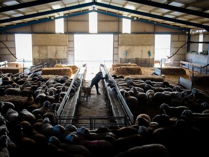 Una ganadera que tiene 500 ovejas en Prado (Zamora) y le han instalado una macrogranja a 3 kilómetros, el 11 de enero de 2022.