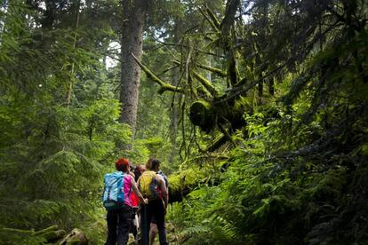 El Westweg discurre por la Selva Negra.