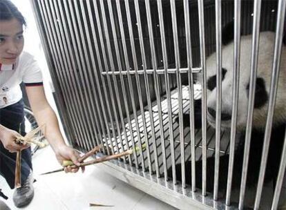 Una trabajadora de la reserva de Chengdu alimenta a uno de los pandas.