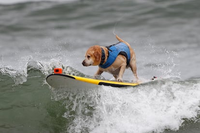 Charlie, un labrador de siete años se quedó con el segundo puesto en la categoría de perros grandes. Su dueño, Jeffrey Niebor, ha dicho: "Se lo pasa tan bien. Incluso cuando no estamos surfeando de manera competitiva, si solo vamos a la playa y pasamos el rato, él lleva su tabla de surf al agua y le ladra a las olas". En la imagen, Charlie durante la competencia.