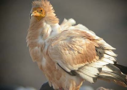 Ejemplar de alimoche canario adulto.