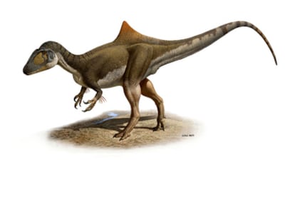 Reconstrucción del dinosaurio carnívoro 'concavenator', cuyo esqueleto fósil se ha descubierto en Las Hoyas (Cuenca).