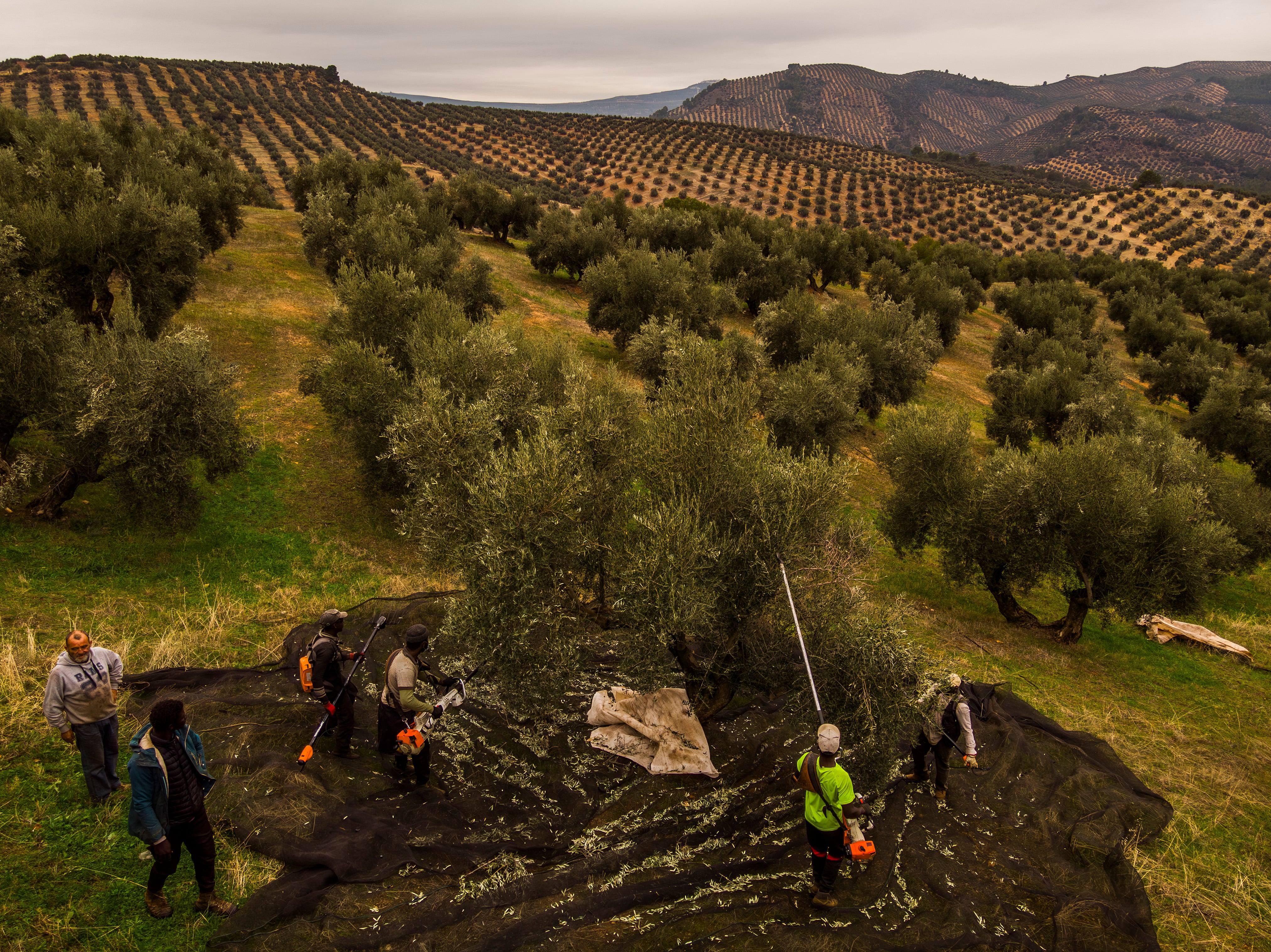 Vista aérea del trabajo de regogida de la aceituna en un olivar ecológico de la S.C.A. San vicente (Jaén).