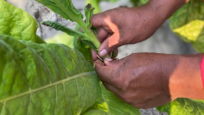 The hands of an agricultural laborer, pictured while picking tobacco.