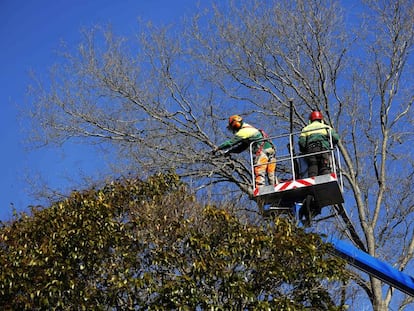 Imagen de archivo de dos operarios podando un árbol en el Parque del Oeste de Madrid.  