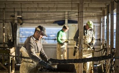 Un grupo de trabajadores enrolla crías de mejillón en una batea en la bahía del Fangar, en el Delta del Ebro.