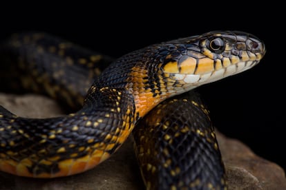 Horseshoe snake (Hemorrhois hippocrepis).