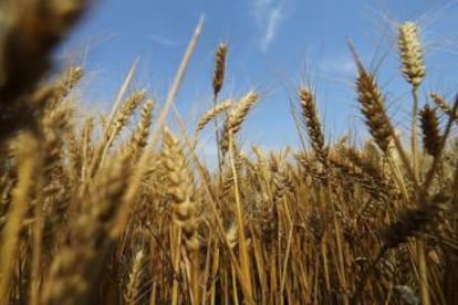 Cultivos de trigo de Syngenta, en Handan, Hebei (China).