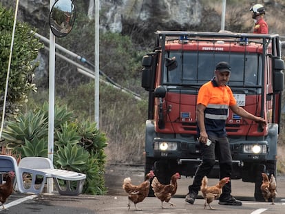 Voluntário dispersando galinhas pelo avanço da lava em Todoque, La Palma.