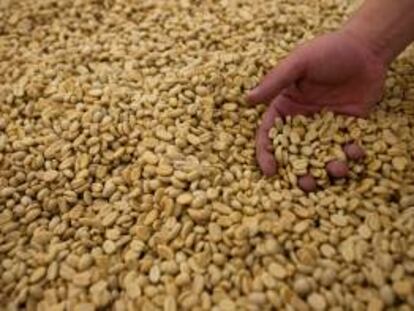 Un hombre muestra granos de café. EFE/Archivo