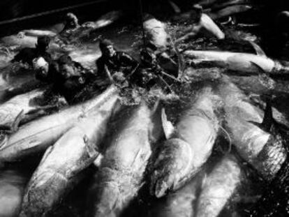 Fase final de la pesca de atunes en un barco italiano en el golfo de Salerno.