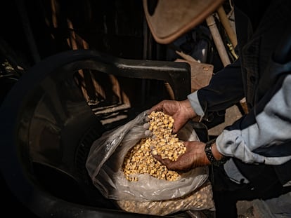 Un productor de maíz revisa sus granos en Nayarit (México), en marzo de este año.