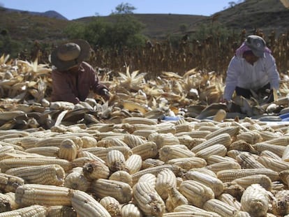 Productores de maíz de Zitlala (Guerrero)