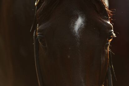 Un purasangre de la Preakness Stakes en el hipódromo Pimlico Race Course en Baltimore, Maryland (EEUU).