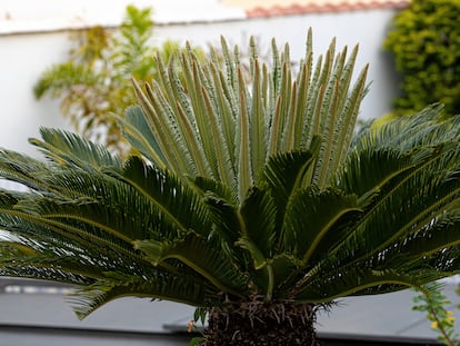 La apariencia de la cica le hace parecer una palmera