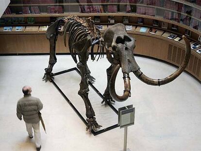 Un mamut de Siberia por 260.000 euros