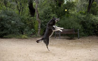 Un gos juga en un parc de Barcelona.