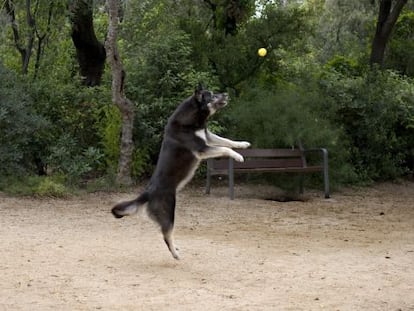 Un gos juga en un parc de Barcelona. 