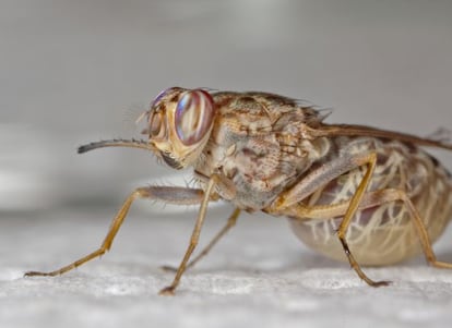 Glossina morsitans, uma das espécies da mosca tsé-tsé.