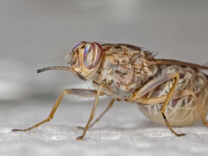 Glossina morsitans, uma das espécies da mosca tsé-tsé.