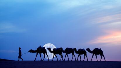 Camellos en las dunas de Merzouga, al sur de Marruecos.