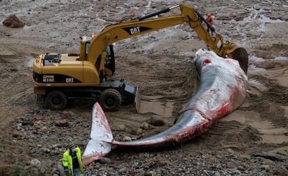 Una ballena de 18 metros de largo, este viernes en la playa de Morís, en Caravia.