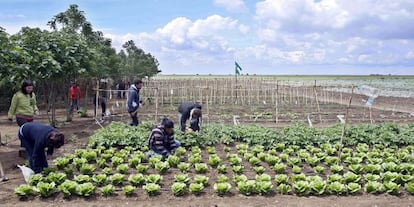 Trabajadores del SAT en la finca ocupada de Somontes.