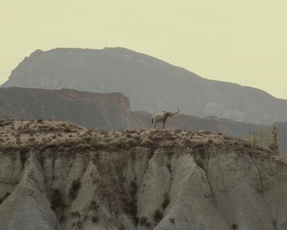 Sierra Alhamilla (Almería). Noviembre 2011