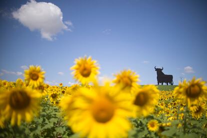 El toro de Osborne, en un campo de girasoles.