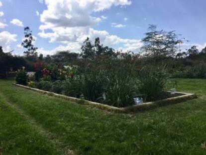 La Granja Longonot, parte del Grupo VP, que en Kenia produce alrededor de un millón de rosas.