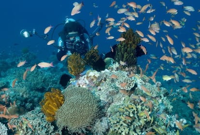 Fotografía submarina en los jardines de coral de Anilao (Filipinas).