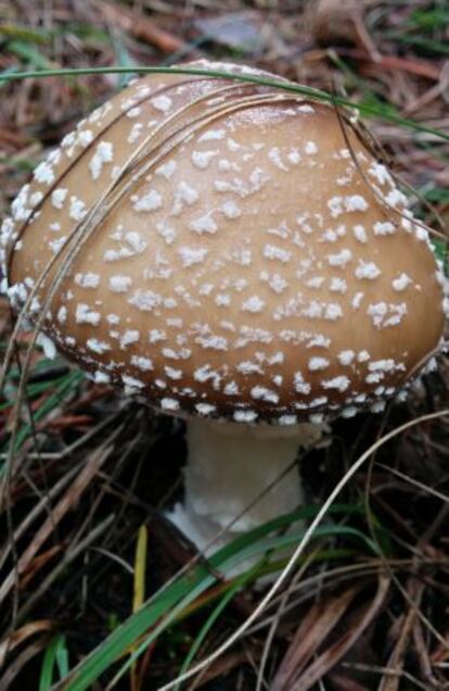 Un pixacà al bosc del Penyagolosa.