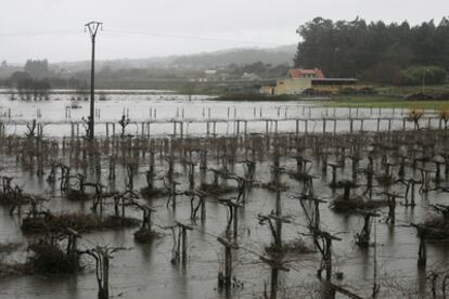 Viñedos cercanos al río Umia, inundados a causa de la apertura de las compuestas del embalse de Caldas de Reis a consecuencia de las lluvias.